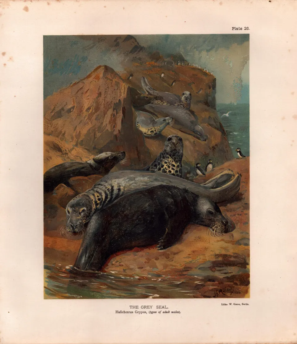 The Grey Seal Male  Rare Limited-Edition Coloured J.G. Millais, Antique Print-47.