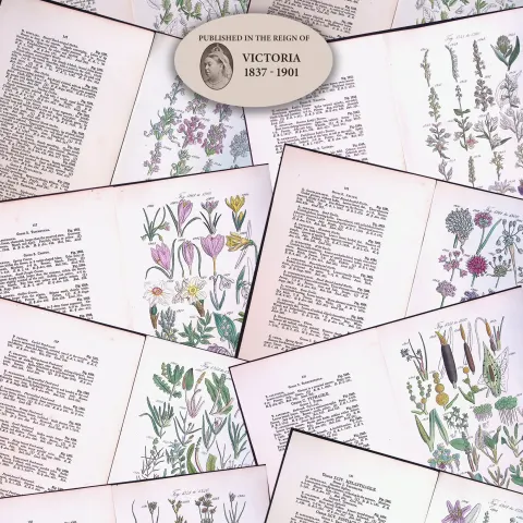 10 British Wild-Flowers  John Sowerby Antique Engraved Prints with Hand Colouring-4.