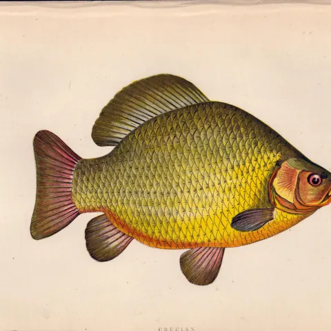 Crucian 1869 Antique Johnathan Couch Coloured Fish Engraving.