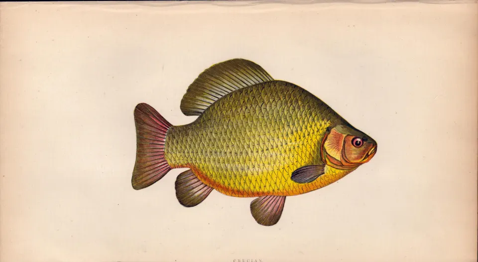 Crucian 1869 Antique Johnathan Couch Coloured Fish Engraving.