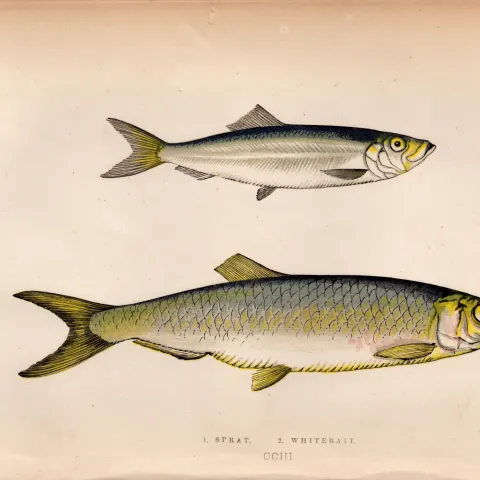 Sprat & Whitebait 1869 Antique Johnathan Couch Coloured Engraving.