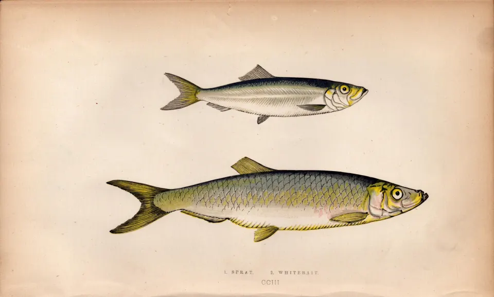 Sprat & Whitebait 1869 Antique Johnathan Couch Coloured Engraving.