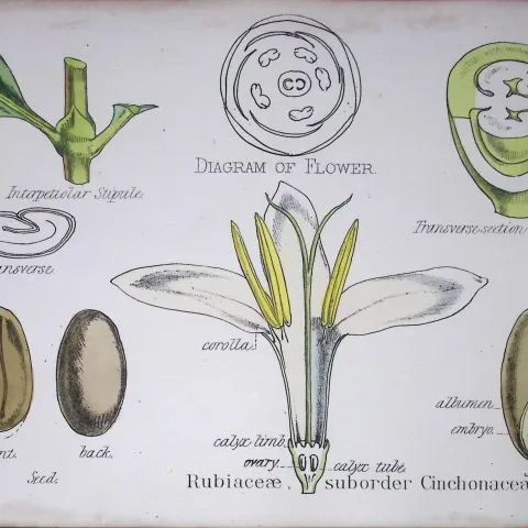 Rubiaceous Cinchona Botanical Flower Diagram Rare Antique First Edition Illustration-47