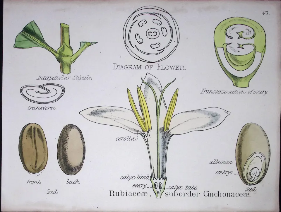 Rubiaceous Cinchona Botanical Flower Diagram Rare Antique First Edition Illustration-47