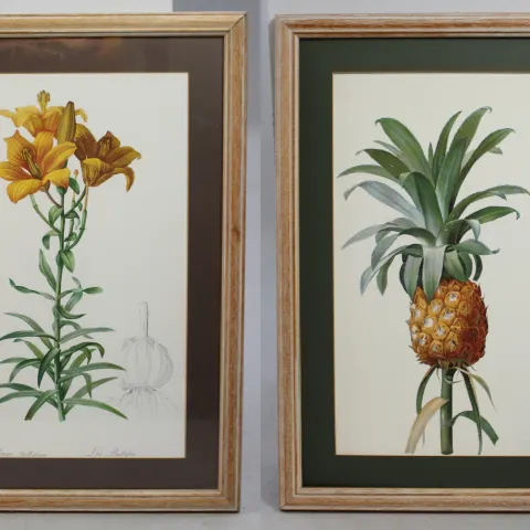 Pair of Natural History Flower Prints Set in Frames