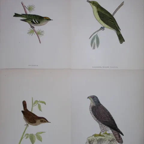 Job-Lot Rev Morris History of British Birds 130 Yrs-Old Antique Engravings-17
