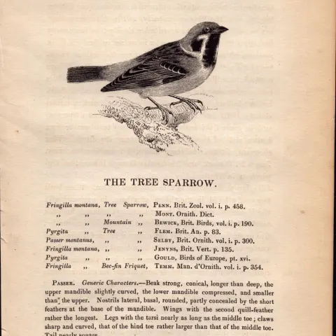 The Tree Sparrow 1843 Victorian Antique Bird Print  William Yarrell.