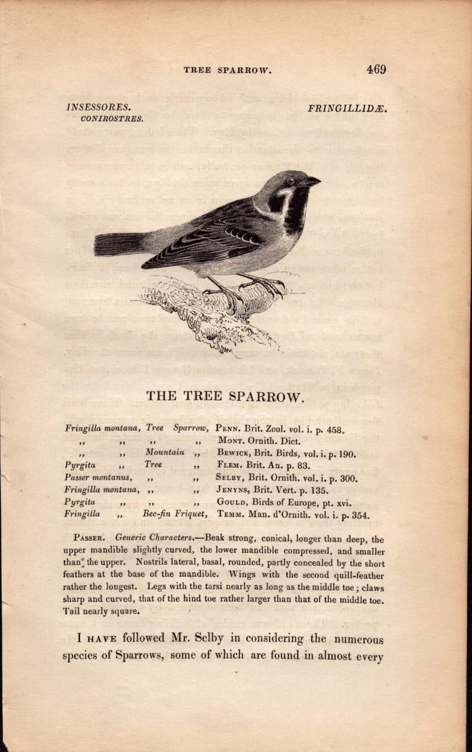 The Tree Sparrow 1843 Victorian Antique Bird Print  William Yarrell.