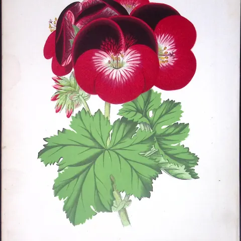 Pelargonium Flower Antique Shirley Hibbard Greenhouse Coloured Print-17
