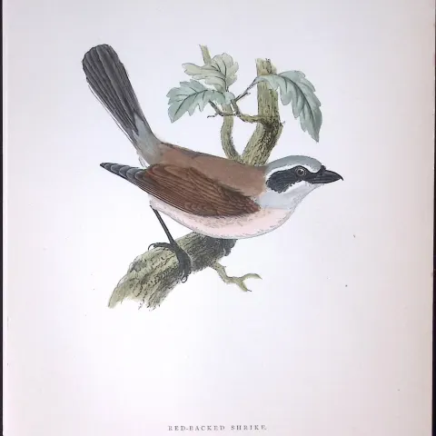 Red Backed Shrike Rev Morris Antique History of British Birds 130 Years-Old Engraving-63