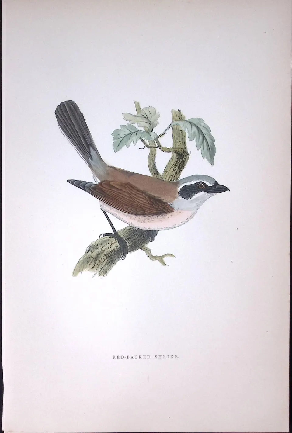 Red Backed Shrike Rev Morris Antique History of British Birds 130 Years-Old Engraving-63