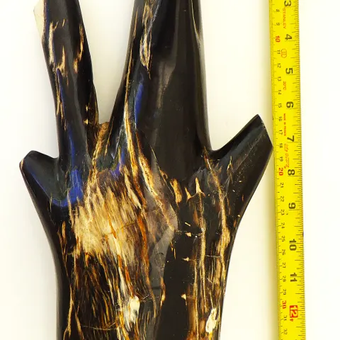 Fossil Wood Branch 35cm From Indonesia 20 Million Years Old.