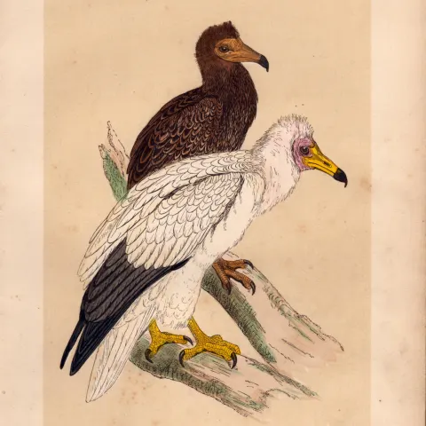 Egyptian Vulture Rev Morris Antique History of British Birds Engraving.