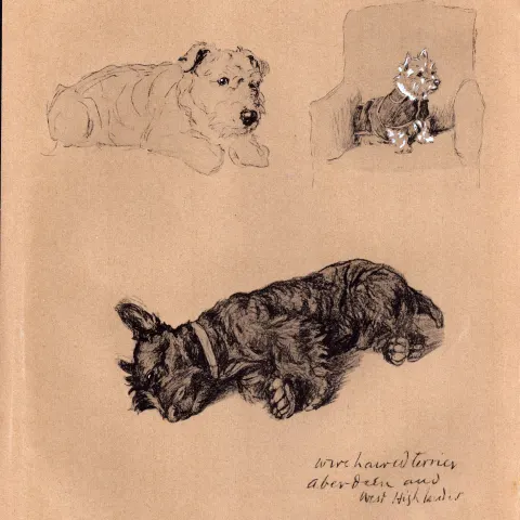 Cecil Aldin Dog Illustrations Wire Haired Terrier & West Highlander-21.