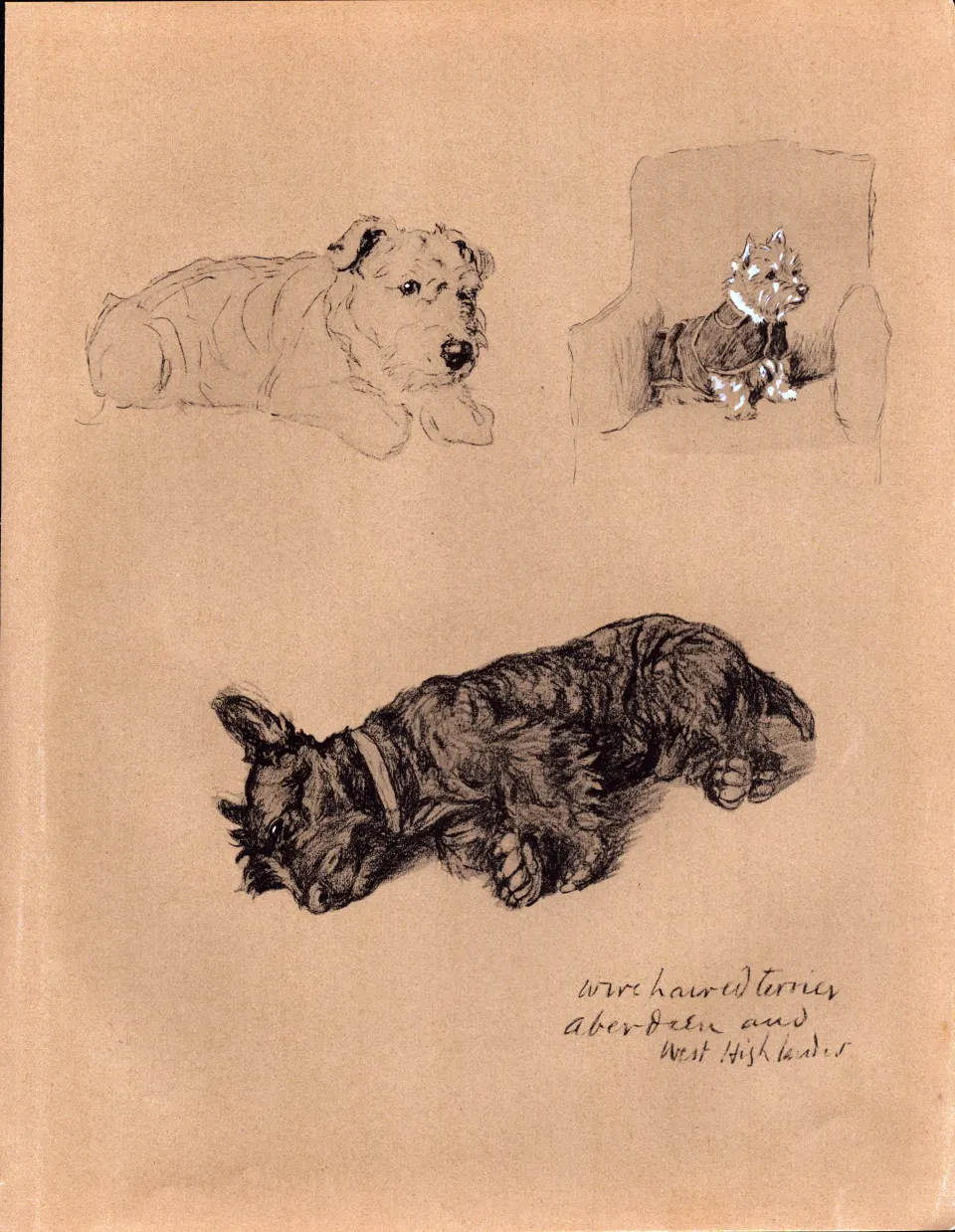 Cecil Aldin Dog Illustrations Wire Haired Terrier & West Highlander-21.