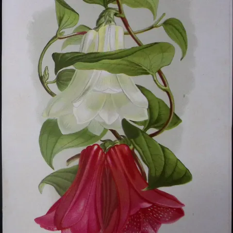 Lapageria or Chilean Bellflower Antique Edwardian Robert Thompson Print-12