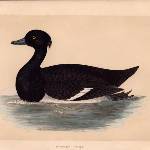 Tufted Duck Rev Morris Antique History of British Birds 170 Years-Old Engraving.