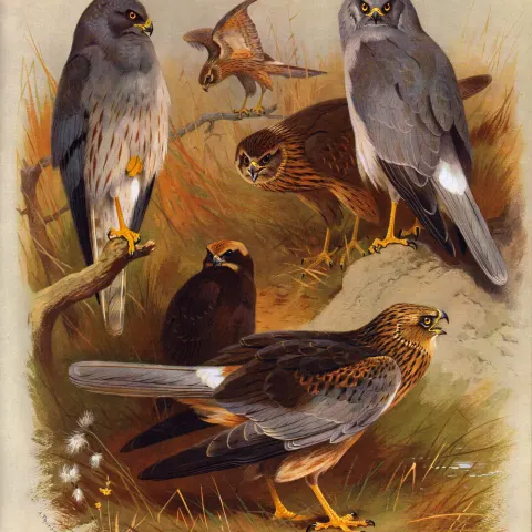 Antique First Edition Large Bird Print The Harriers Marsh, Hen, Montagu's-30.