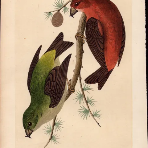 Crossbill Rev Morris Antique History of British Birds Engraving.