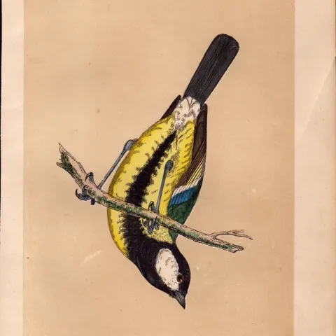 Great Tit Rev Morris Antique History of British Birds Engraving.