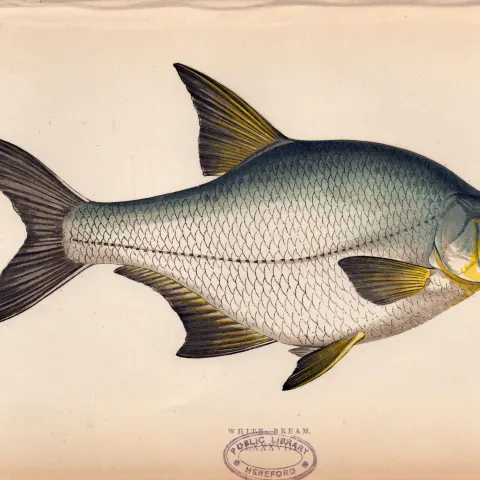 White Bream  Antique 1869  Johnathan Couch Coloured Fish Engraving.