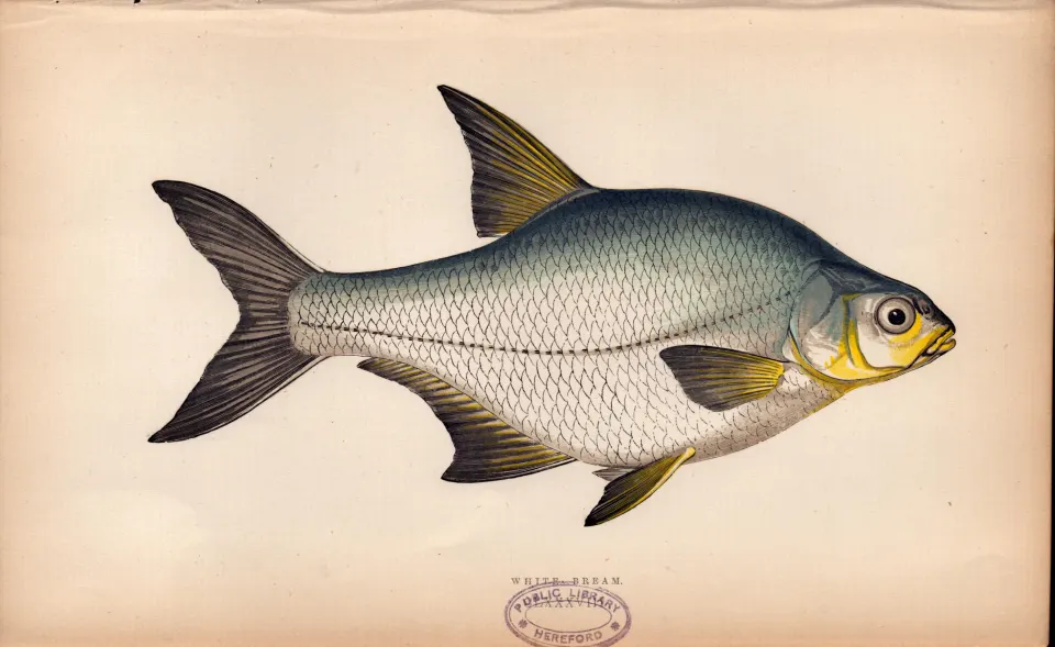 White Bream  Antique 1869  Johnathan Couch Coloured Fish Engraving.