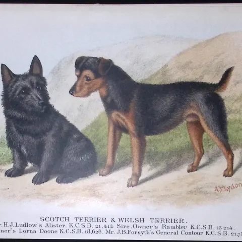 Scots & Welsh Terrier British Dogs by Hugh Dalziel 1889 Antique Coloured Book Plate-14