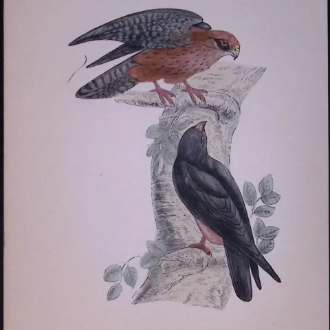 Orange Legged Hobby Rev Morris Antique History of British Birds 130 Years-Old Engraving-23
