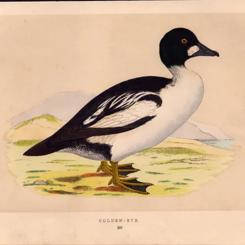 Golden-Eye  Rev Morris Antique History of British Birds Engraving.