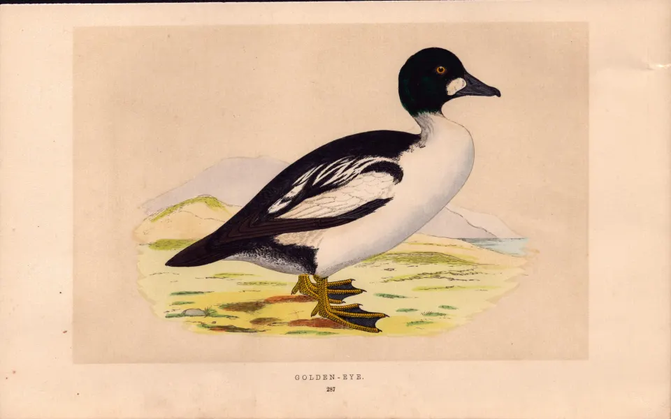 Golden-Eye  Rev Morris Antique History of British Birds Engraving.
