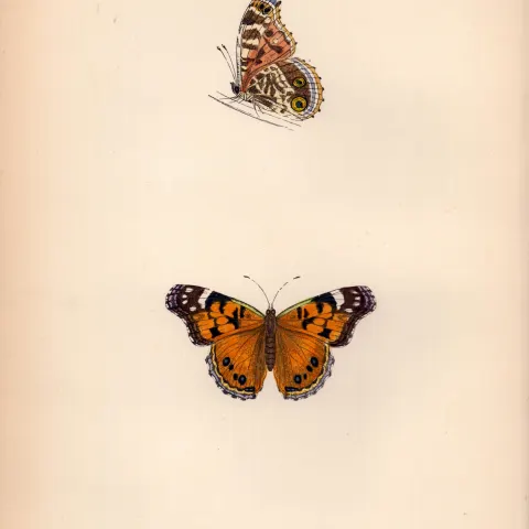 Scarce Painted Lady Coloured Antique Butterfly Plate Rev Morris-99.