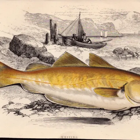 Whiting 1868 Antique Johnathan Couch Coloured Fish Engraving.
