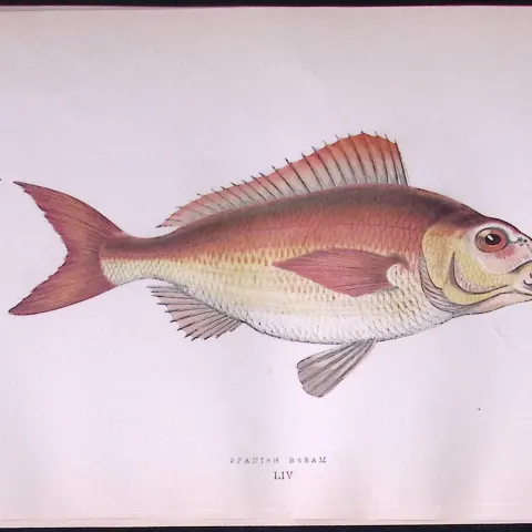 Spanish Bream Scarce Antique 1877 J. Couch Woodblock Engraving-53