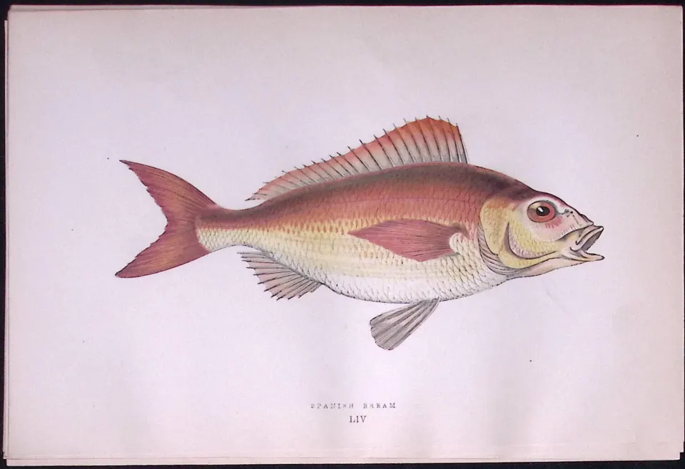 Spanish Bream Scarce Antique 1877 J. Couch Woodblock Engraving-53
