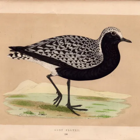 Grey Plover Rev Morris Antique History of British Birds Engraving.