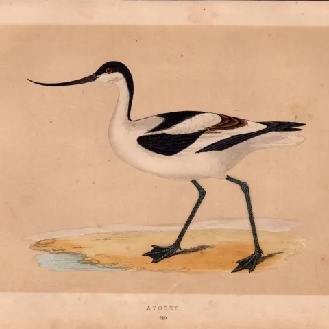 Avocet  Rev Morris Antique History of British Birds Engraving.