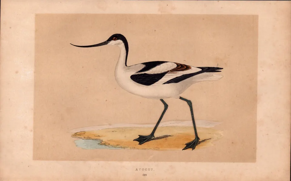 Avocet  Rev Morris Antique History of British Birds Engraving.