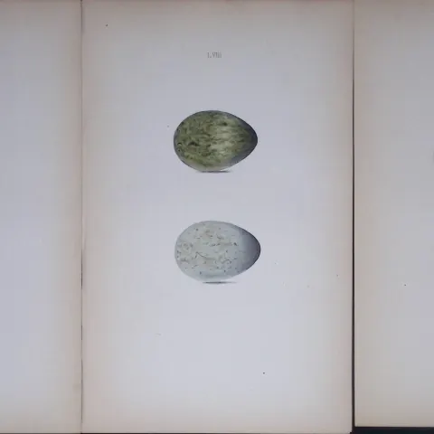 Crow & Raven Bird Species -William Hewitson Joblot of Antique  Hand-Coloured lithographs-10.