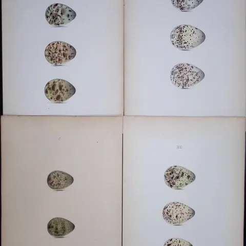 Sandpiper Bird Species -William Hewitson Joblot of Antique  Hand-Coloured lithographs-8.