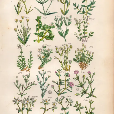 Sowerby Antique Illustration Star-Wort, Sea Pimpernel, Sand-Wort, Mouse-Ear,-11.