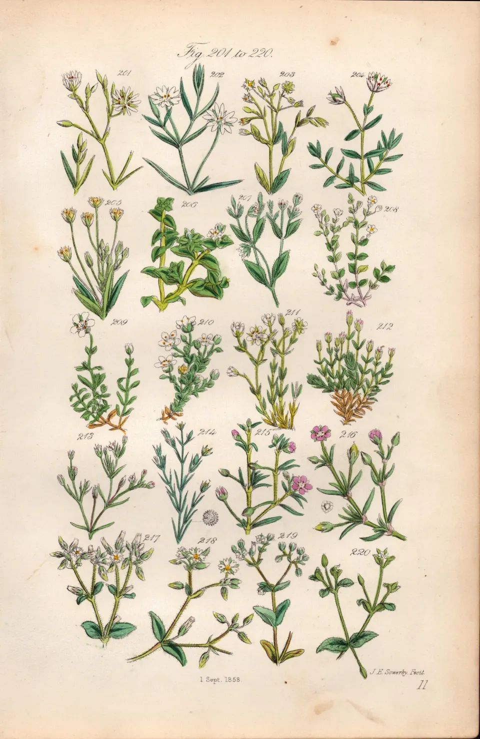 Sowerby Antique Illustration Star-Wort, Sea Pimpernel, Sand-Wort, Mouse-Ear,-11.