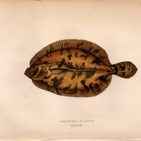 Ekstrom’s Topknot Antique Johnathan Couch Coloured Fish Engraving.