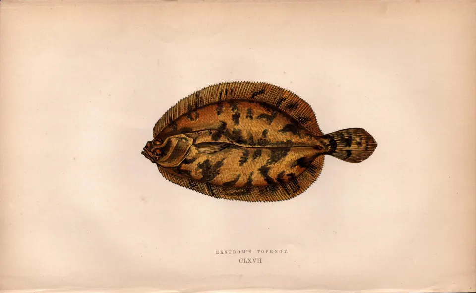 Ekstrom’s Topknot Antique Johnathan Couch Coloured Fish Engraving.