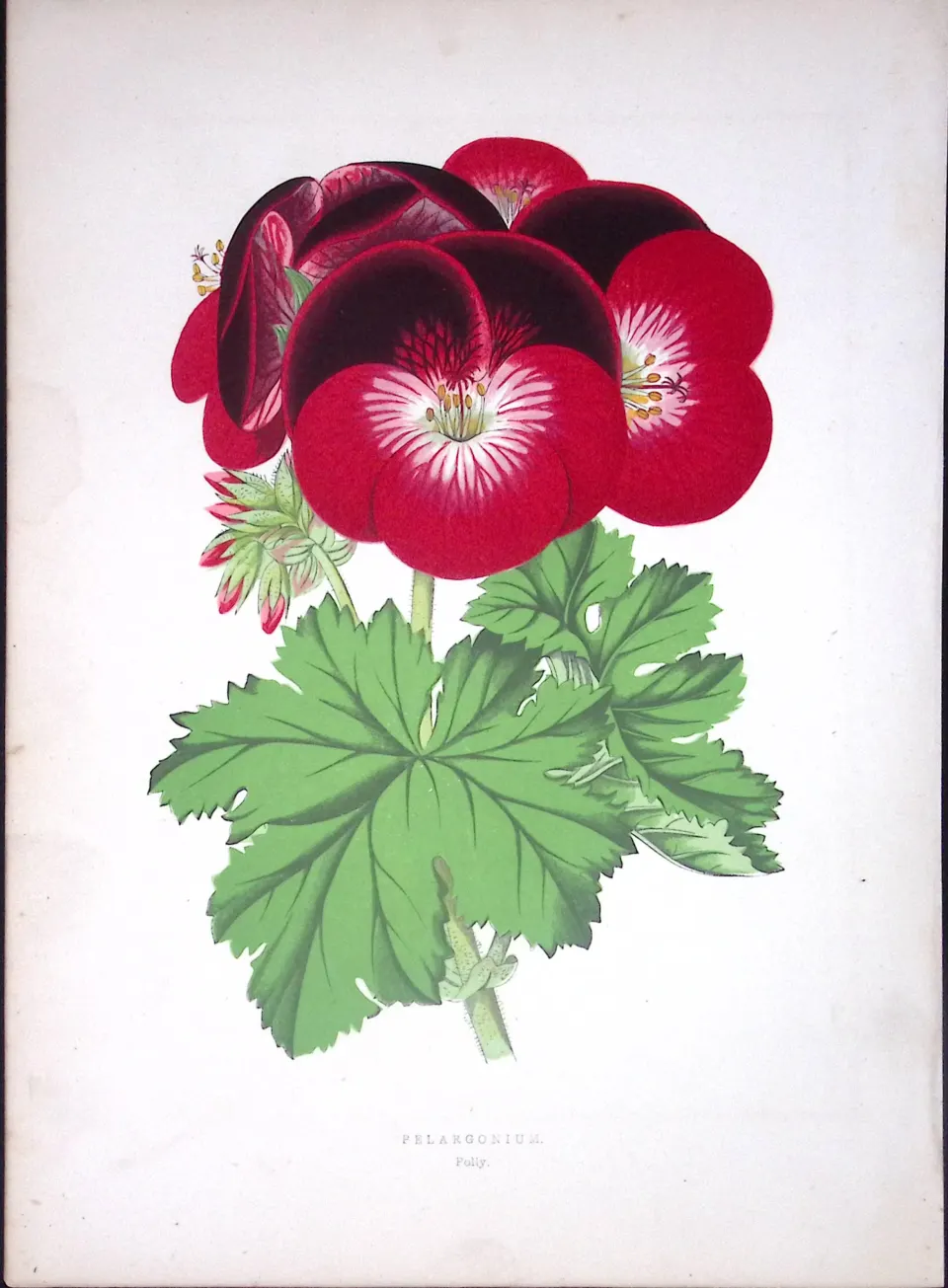Pelargonium Flower Antique Shirley Hibbard Greenhouse Coloured Print-17