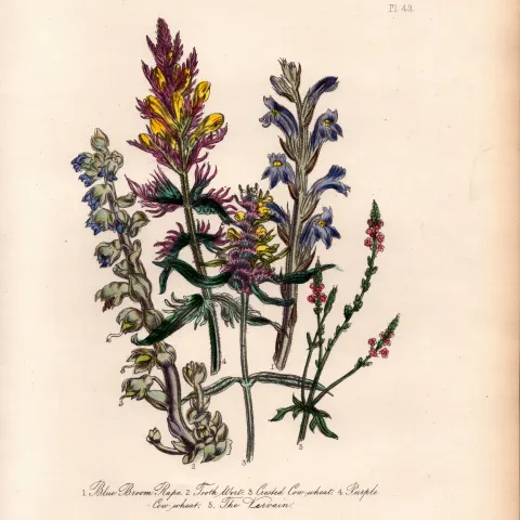 Rare 165-Yr-Old Antique Wildflower Gilt-Edged Illustration Jane Webb Loudon-49.