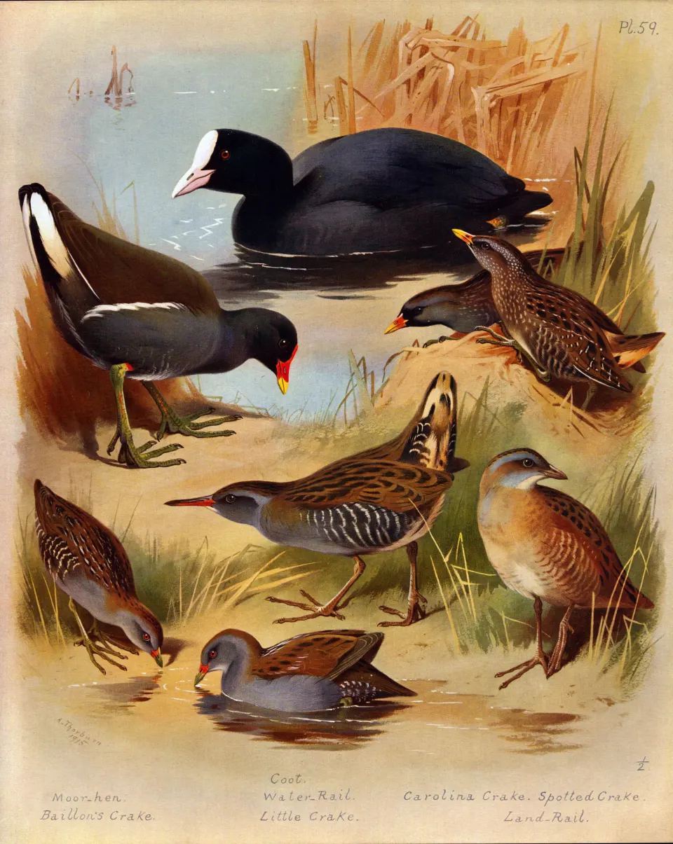 Antique Scarce First Edition Large Bird Print Marshland Varieties - 59.