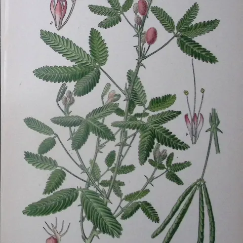 Sensitive Plant Edward Step Rare Antique Botanical Book Plate-70