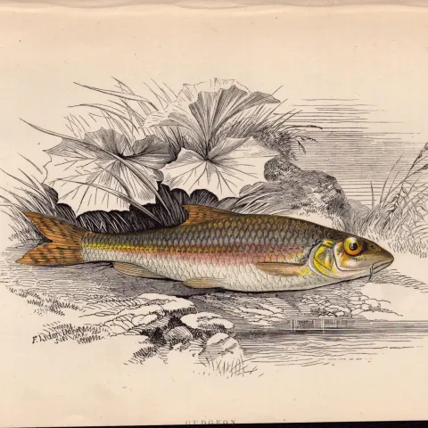 Gudgeon 1869 Antique Johnathan Couch Coloured Fish Engraving.