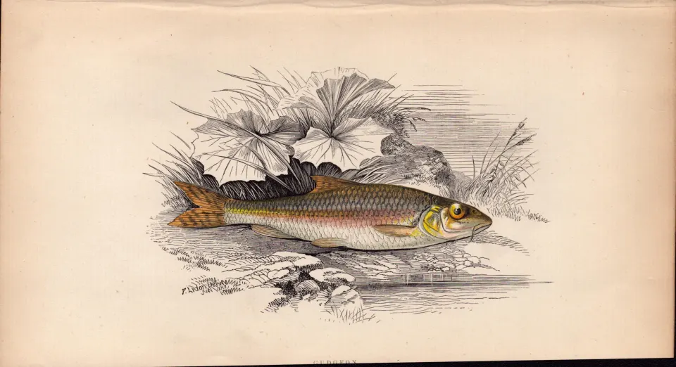 Gudgeon 1869 Antique Johnathan Couch Coloured Fish Engraving.