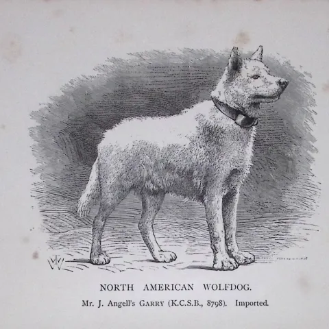 North American Wolfdog British Dogs by Hugh Dalziel 1889 Antique Book Plate-41